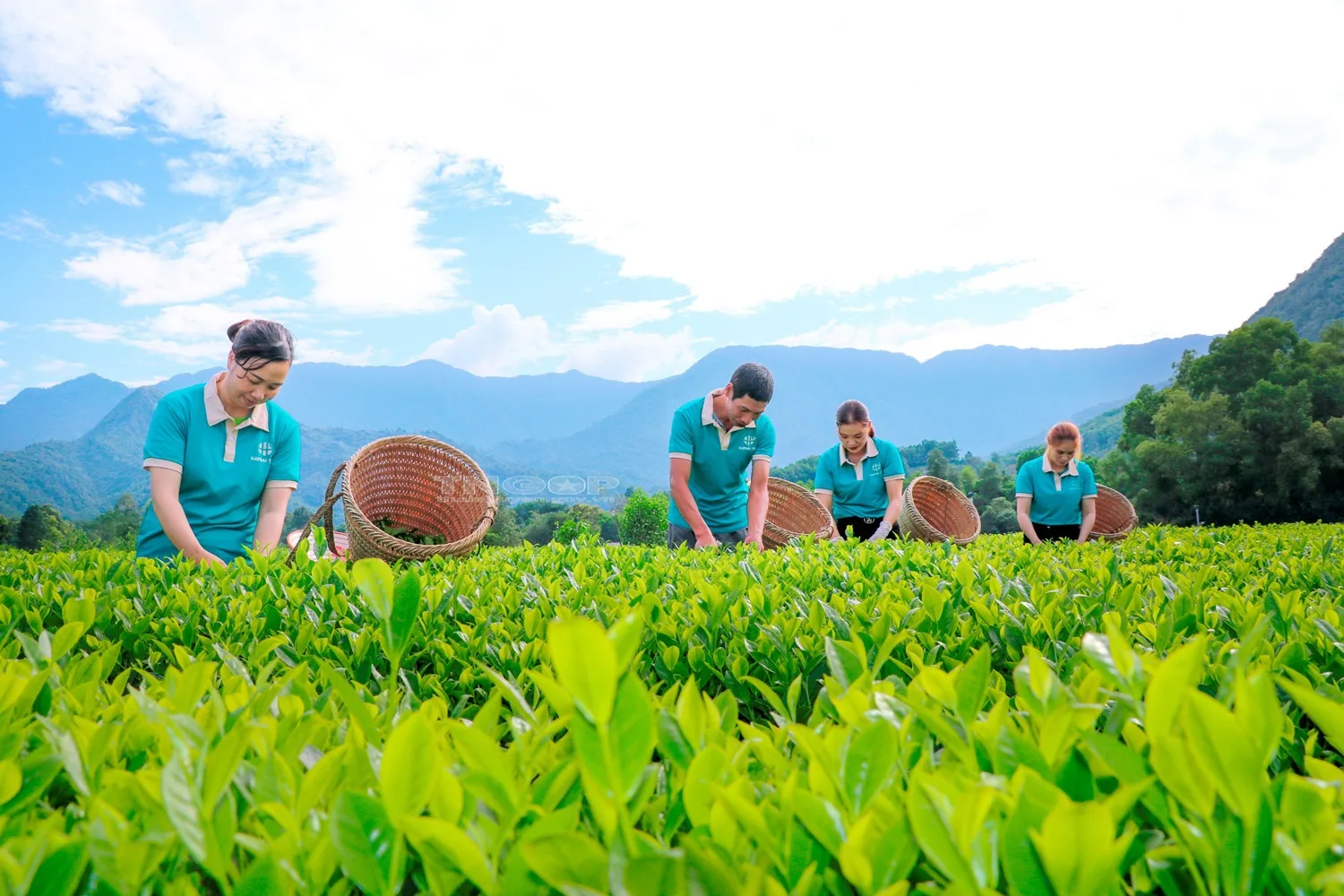 Nghệ Nhân Trà Việt Nam: Những Người Làm Nên Sự Độc Đáo Của Trà