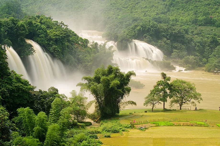 Trà Sen Hà Nội – Hương Vị Độc Đáo của Thủ Đô